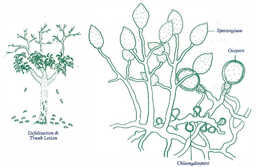 phytophthora crown and root rot, phytophthora spp.